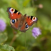 Rene van der Wal - Beestjes 01 (1080x1080) : Kooiveld, vlinder