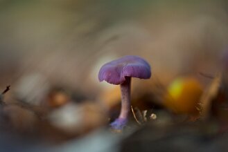 Willeke_DSC9220 null