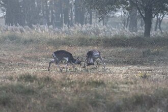 ReneL_1-DSC_4262 null