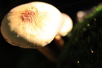 Antje_06 null